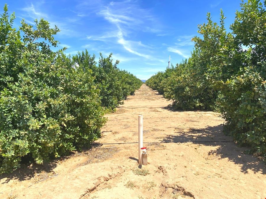 Citrus Property - County 19th Street and Avenue A