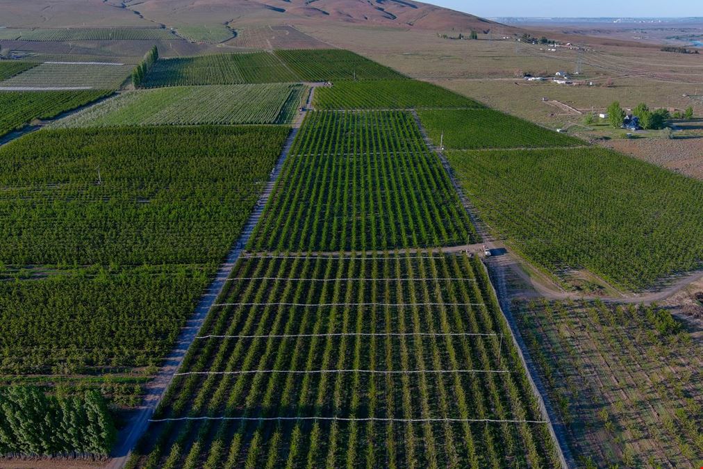 Benton Acord Orchard