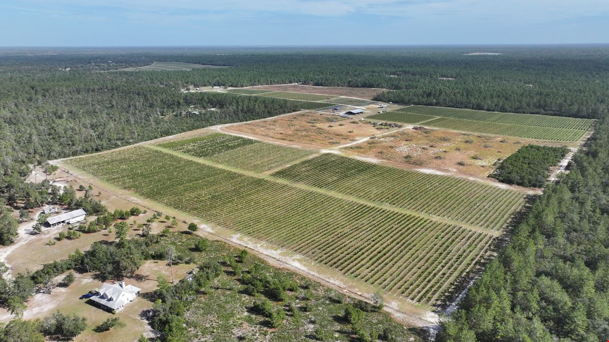 Citrus County Blueberry Farms - South