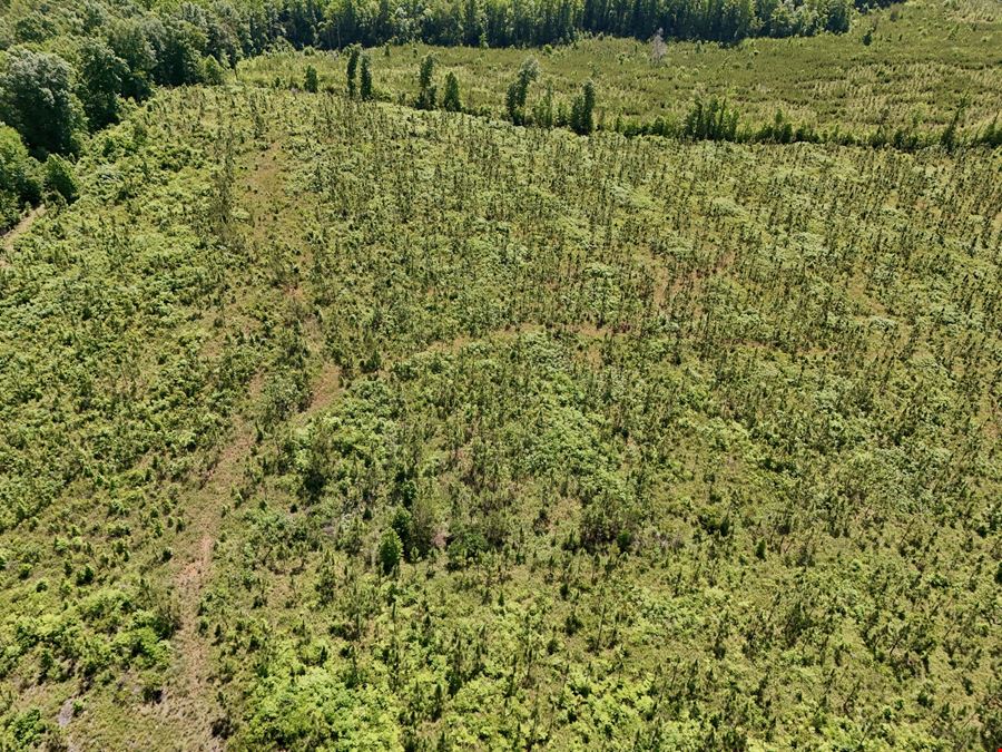 Longleaf Ridge