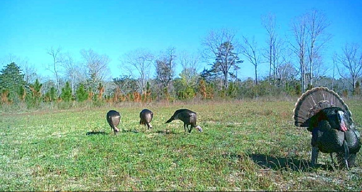 Cowpen Hunting Tract