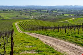 Vineyard in San Miguel