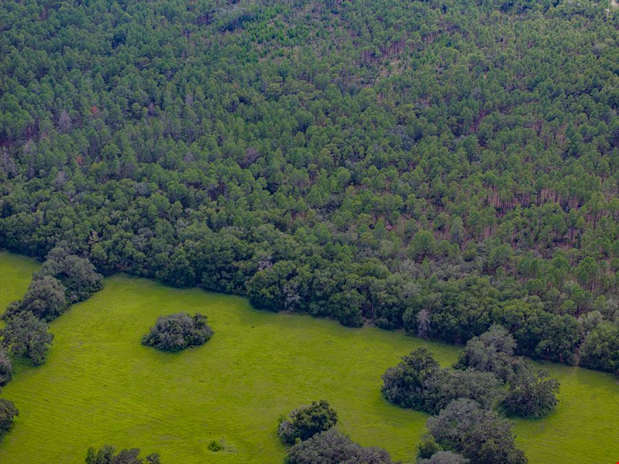 Floral City 205 Acres