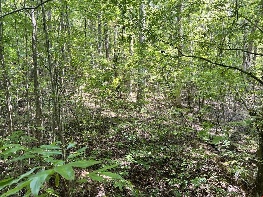 Partridge Creek 245