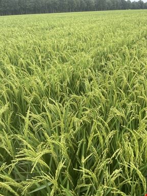 350+/- Acres Harlan Hurd Rd. Craighead 324 Rd.