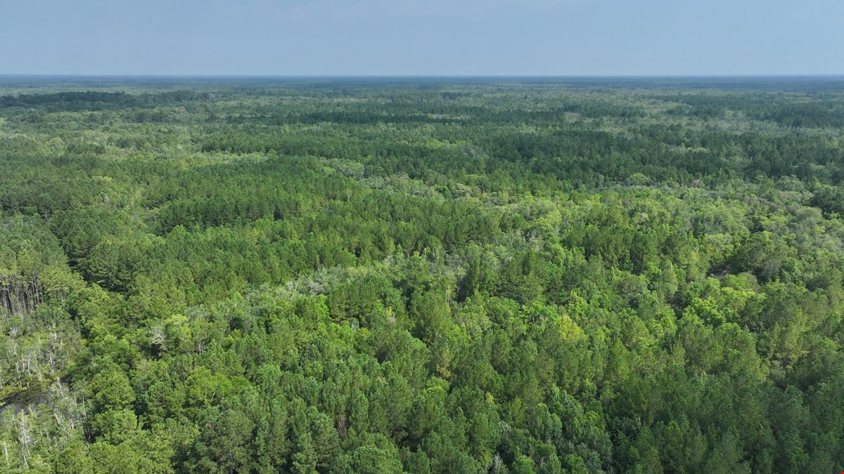 Satilla River Bottom Timberlands