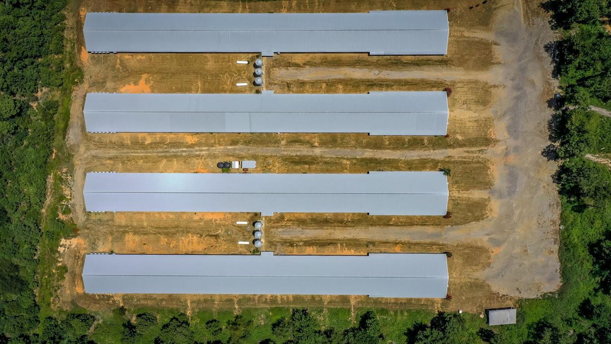 Mena AR Broiler Chicken Farm