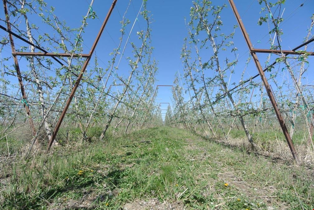 Benton Acord Orchard