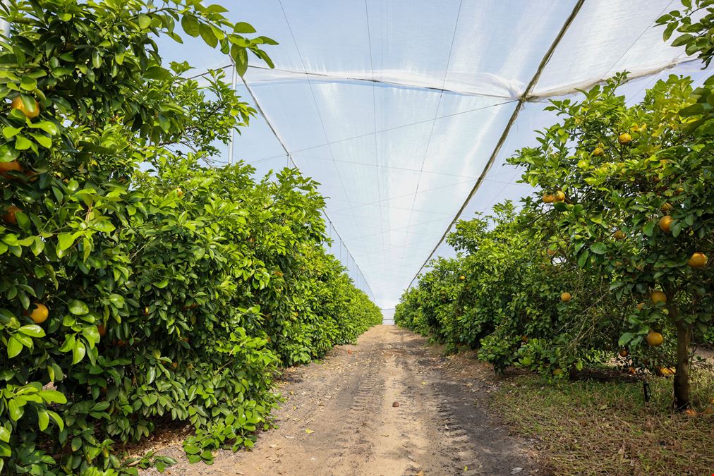 Florida Rubies Agricultural Investment Property