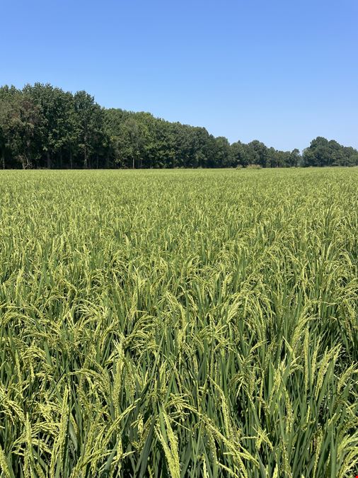350+/- Acres Harlan Hurd Rd. Craighead 324 Rd.