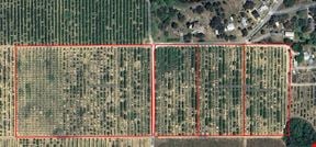 Turnkey 30-Acre Citrus Grove – Sugar Belle & Tangelo Fruit, Polk County, FL