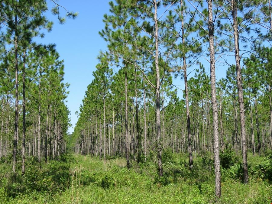 Interlachen Timber and Conservation Tract