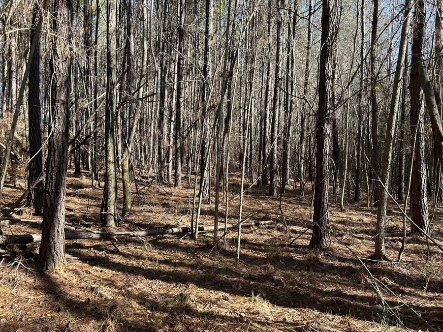 Hank Williams Road Hunting and Timber
