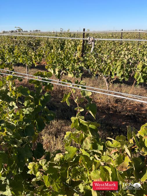 105.21 Acre Hockley Co., TX Vineyard & Development Land