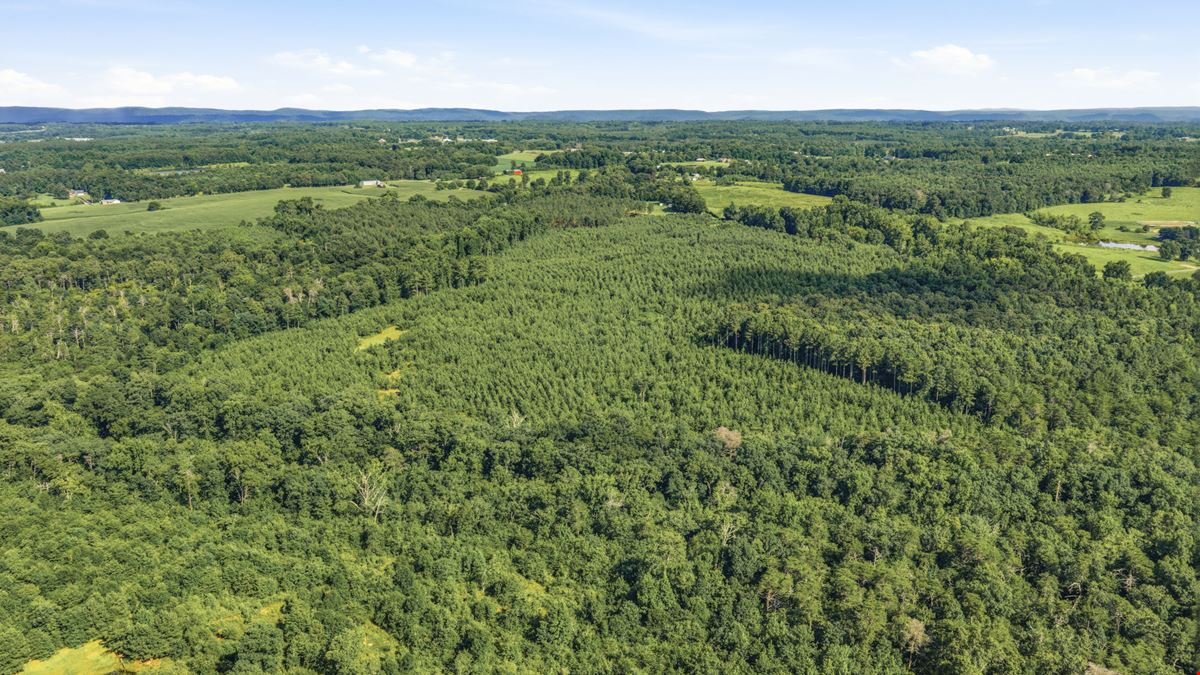 Town Creek Timber 40 Acres