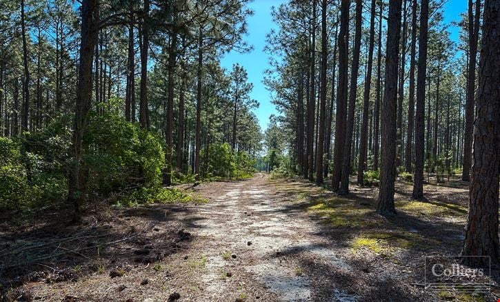 ±108-Acre Timber & Recreational Tract | Edmund, SC