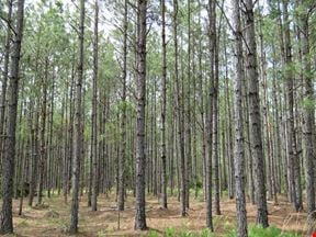 Waccasassa Flatwoods Tract