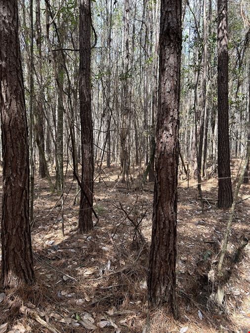 Hank Williams Road Hunting and Timber