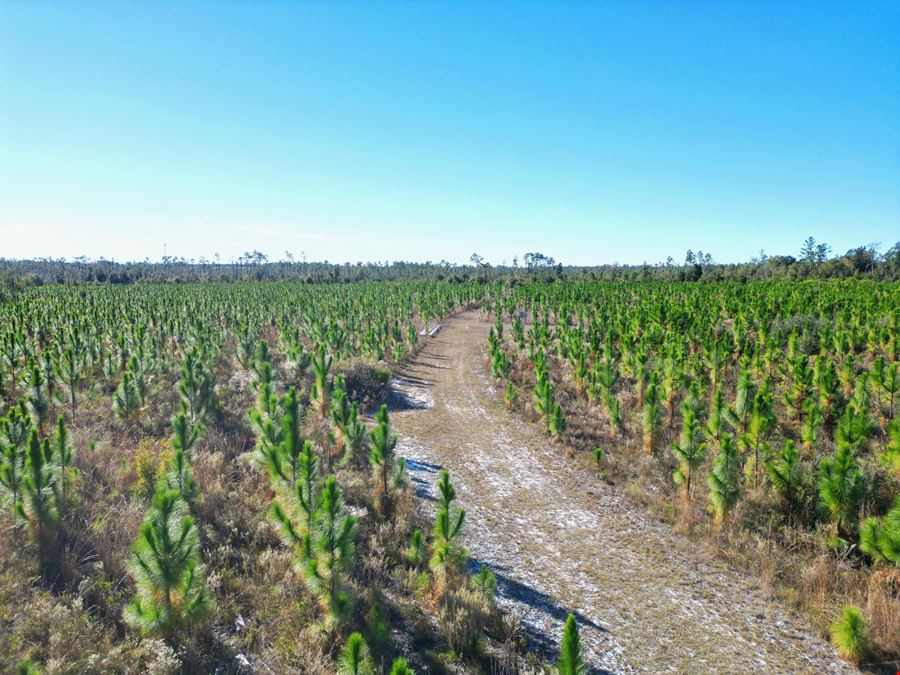 202 Acres in Northwest Florida –Timber, Hunting & Coastal Access