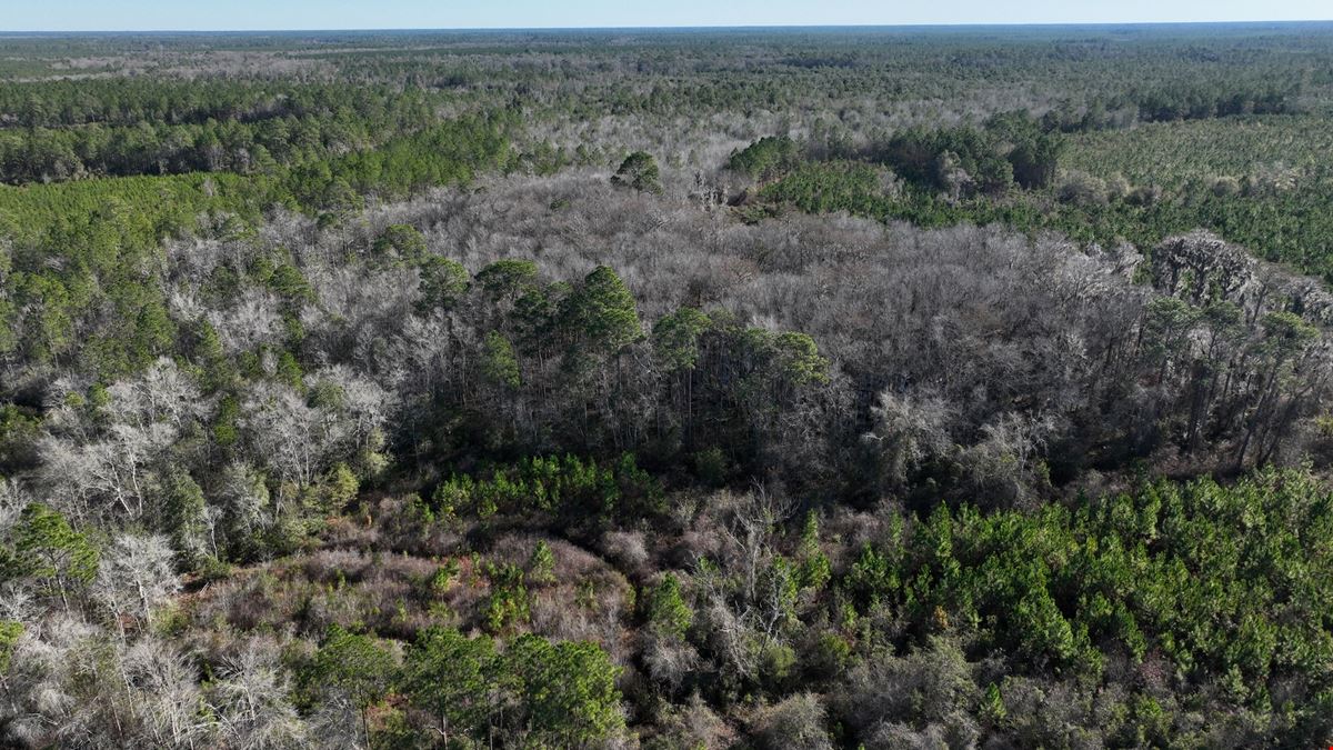 Clinch County 95 Acres Timber and Hunting Tract