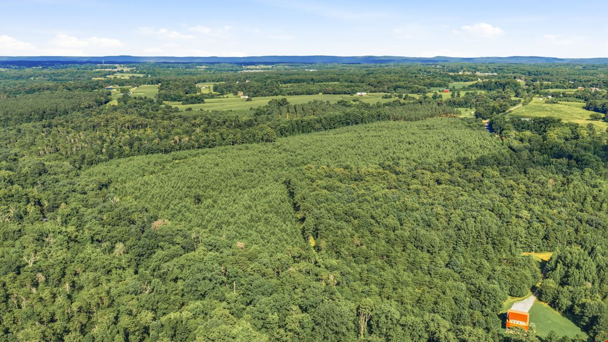 Town Creek Timber 40 Acres