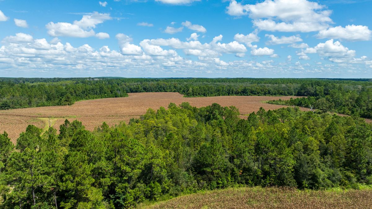 Panhandle Farm and Timberland