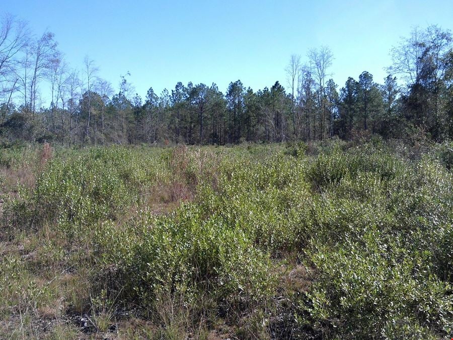 203 Acres in Valdosta