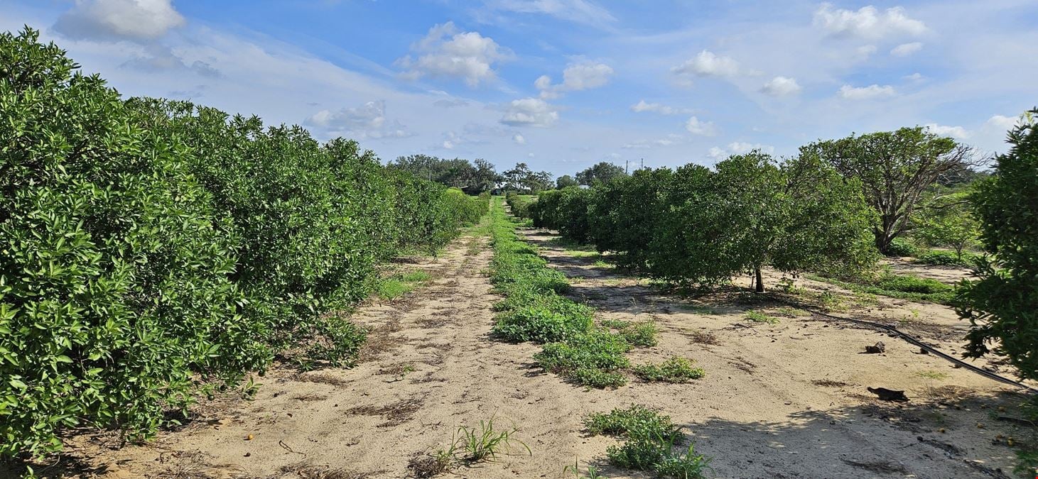 Turnkey 30-Acre Citrus Grove – Sugar Belle & Tangelo Fruit, Polk County, FL