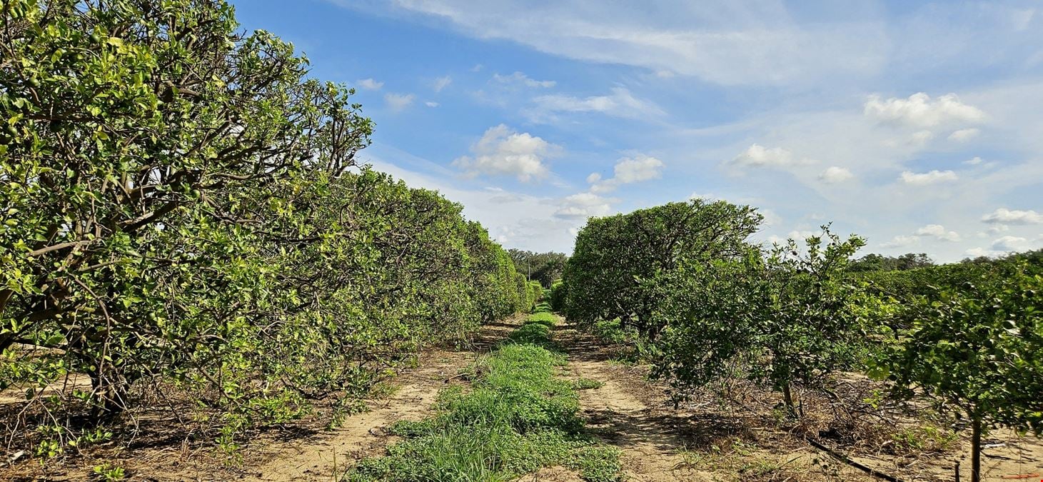 Turnkey 30-Acre Citrus Grove – Sugar Belle & Tangelo Fruit, Polk County, FL