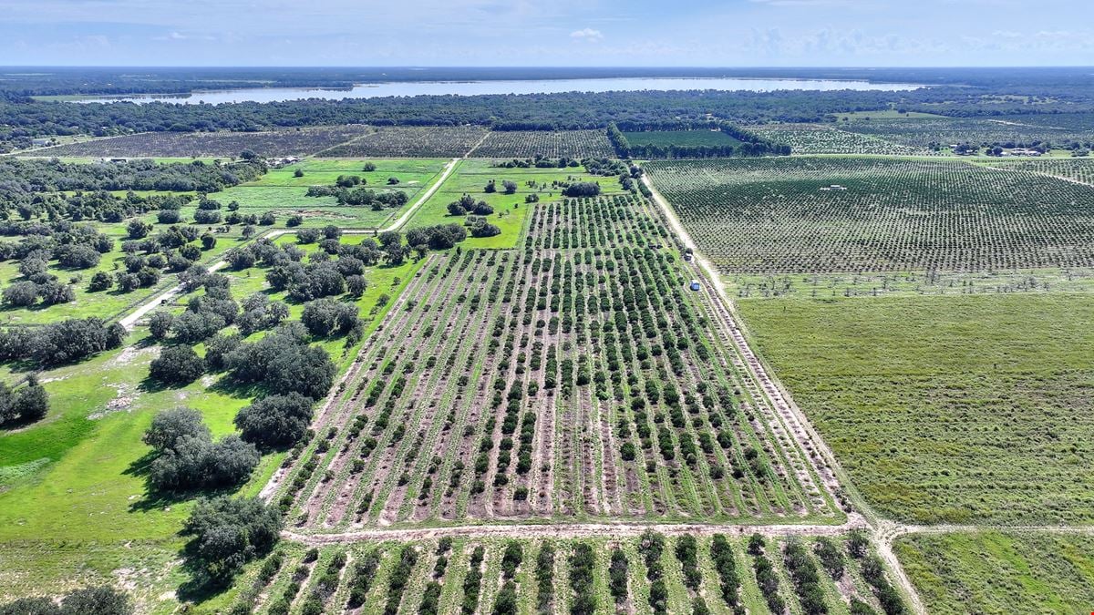St. Helena Road 20 Acre Grove