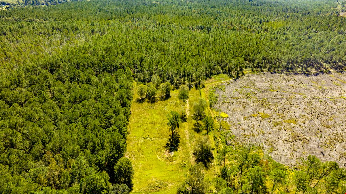Bay Branch Pines