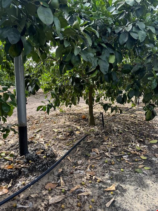 Turn-Key Citrus Under Protective Screen (CUPS) Pod