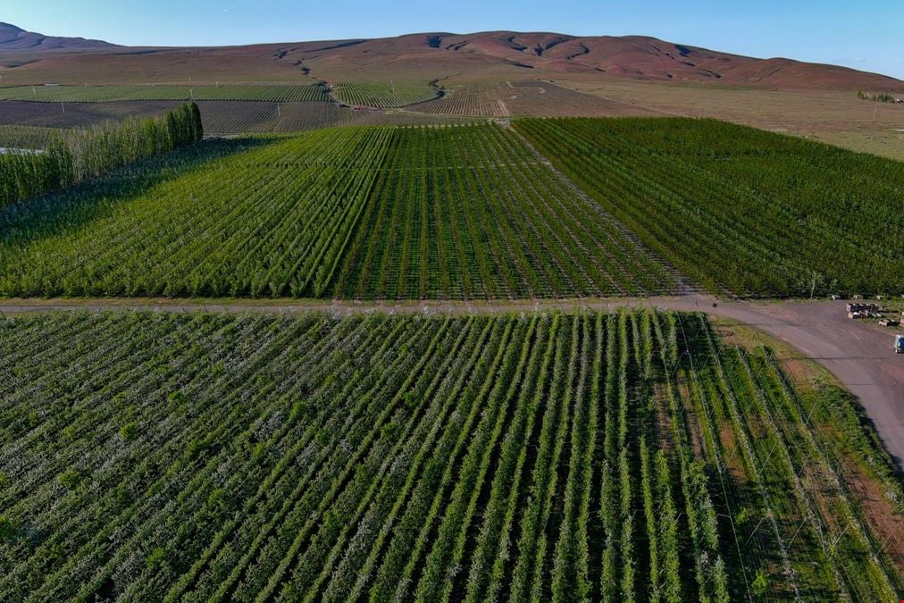 Benton Acord Orchard