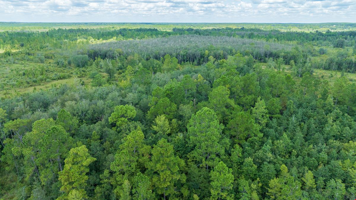 Panhandle Farm and Timberland