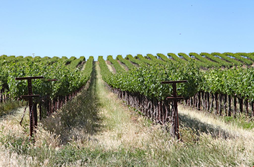 Pheasant Glen Vineyard