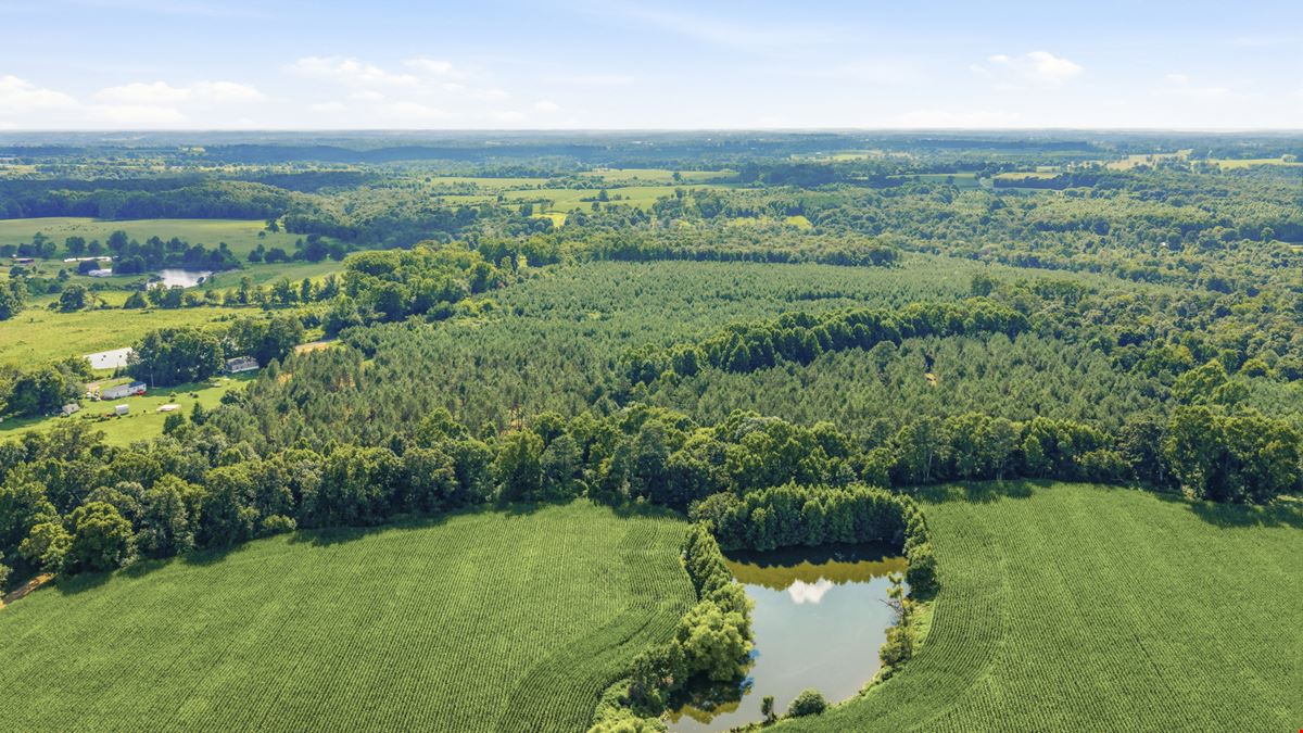 Richey Timber 40 Acres