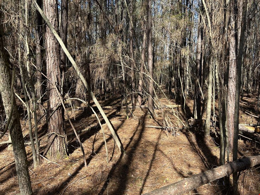 Hank Williams Road Hunting and Timber