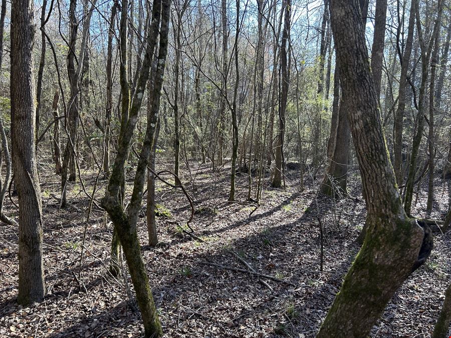 Hank Williams Road Hunting and Timber