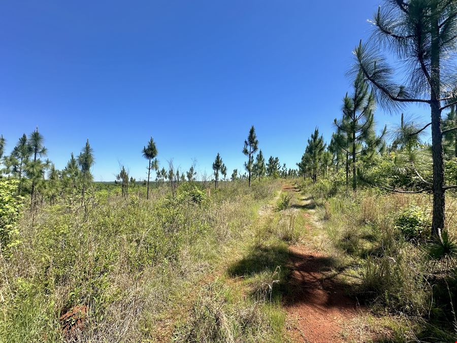 Longleaf Ridge