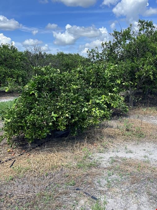 Sweetwater Citrus Grove